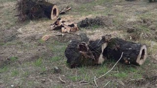 На Яворівщині незаконно вирубали майже 70 дерев