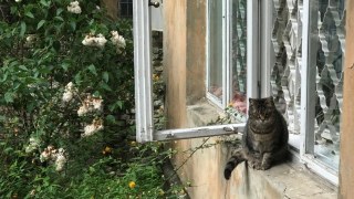 На Миколаївщині оголосили карантин у двох селах через сказ у кота