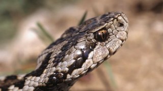 На Сколівщині місцевий мешканець потрапив у реанімацію через укус змії
