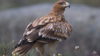 Львівські птахи-фотомоделі літатимуть у національному парку