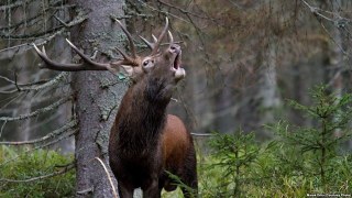 На Бущині браконьєри вбили лося