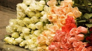 Ганущин витратить 100 тисяч на букети із троянд