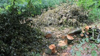 На Турківщині комунальне підприємство розікрало 160 кубометрів деревини