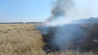 На Самбірщині згоріло пшеничне поле площею 35 га