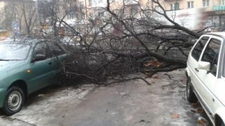 МНС-ники розчистили проїжджі частини Львівщини від 327 повалених дерев за минулу добу