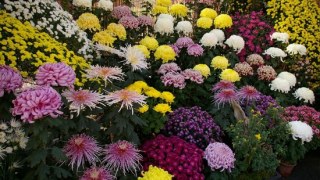 На квіти у центрі Львова витратять 90 тис грн