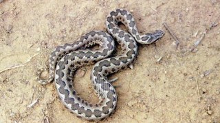 На Львівщині змія вкусила 27-річного чоловіка