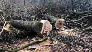 На Стрийщині незаконно вирубали більше 600 дерев
