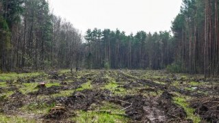 На Львівщині встановили межі Самбірського лісу