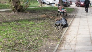 Під час толоки у Львові висадили понад 70 дерев