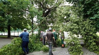 Негода у Львові повалила майже 120 дерев