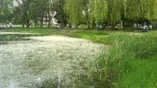 У Львові на Симоненка у ставку потонув чоловік