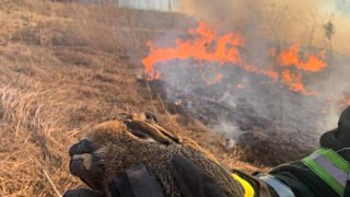 За добу на Львівщині зафіксували понад 80 пожеж сухостою