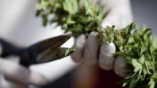 В Україні зробити перший крок до легалізації медичної марихуани