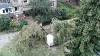 У Львові через падіння дерев постраждали 2 авто