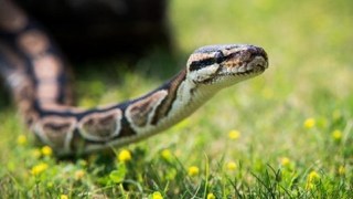 На Сколівщині жінка потрапила до лікарні через укус змії