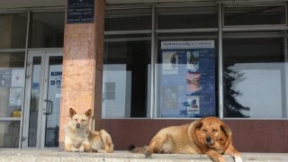 У Львові планують створити 75 майданчиків для вигулу собак