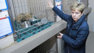Кошак проситиме у львів'ян допомоги в підрахунку безпритульних котів