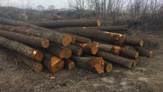 В одному із сіл Буського району виявили майже 200 незаконно зрубаних дерев сосен та вільхи