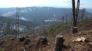За рік на Львівщині незаконно вирубали ліс на 20 мільйонів