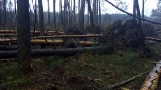 На Львівщині буревій знищив майже 200 га лісів
