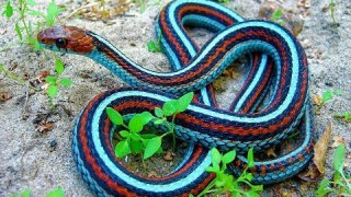 На Яворівщині змія вкусила чоловіка