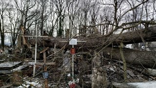 У Дрогобичі вітер повалив дерева на столітні могили на кладовищі