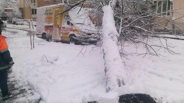 повалене дерево у Львові