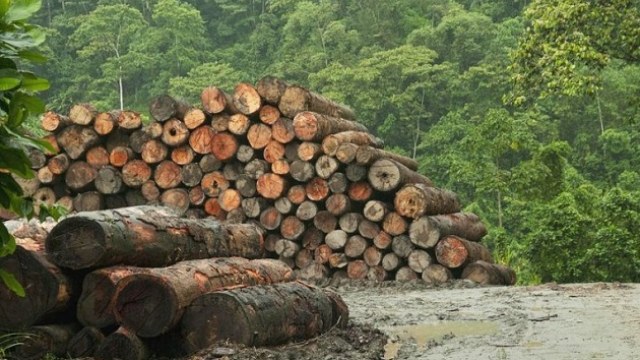 Лісник незаконно зрубав 86 дерев на Львівщині