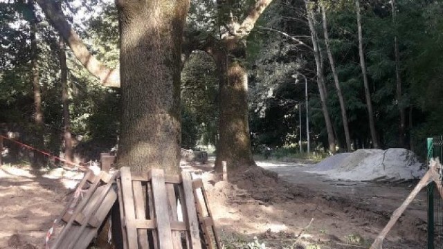 вирубка дерев у Парку культури