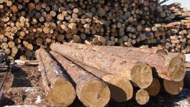 торги необробленою деревиною