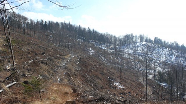 вирубка лісів на Львівщині